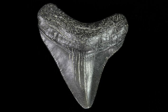 Juvenile Megalodon Tooth - Georgia #75437